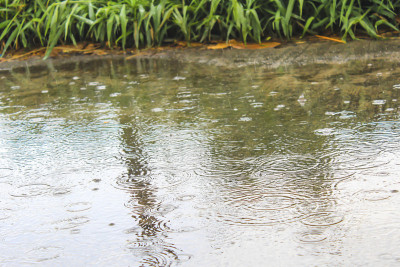 雨