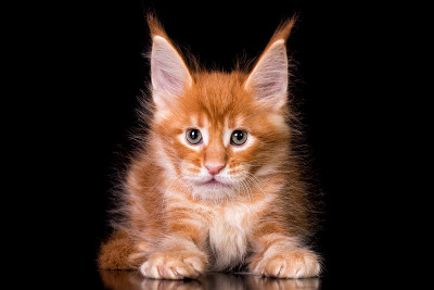 黑色背景上的缅因猫。