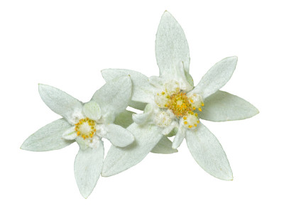 两个雪绒花3