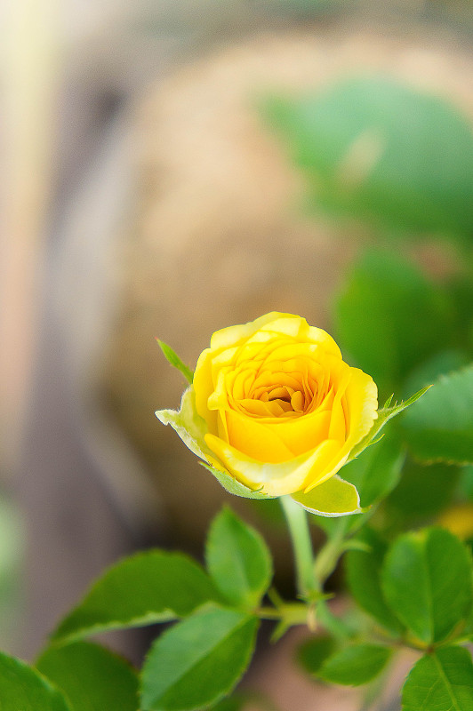 花园里的黄色玫瑰花