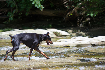 杜宾犬