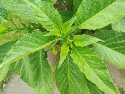 曼陀罗叶子的特写。绿色有毒的叶子在家庭花园背景