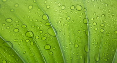 绿叶在雨季