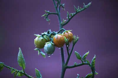 番茄