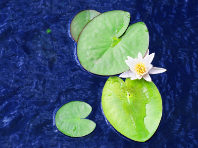 池塘里的白睡莲，睡莲。白莲花俯视图，白莲花，上面