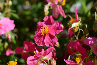 粉色helianthemum