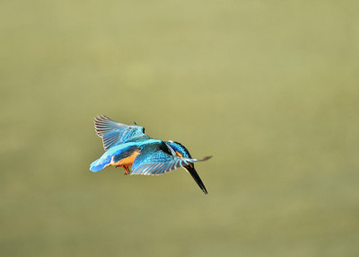 翠鸟的hovering