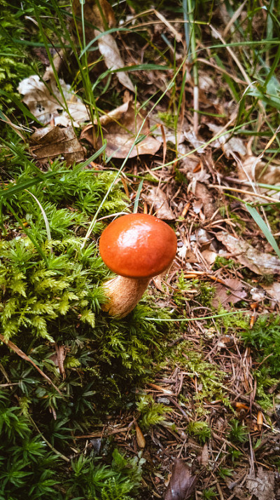 在长满苔藓的森林地面上的森林蘑菇