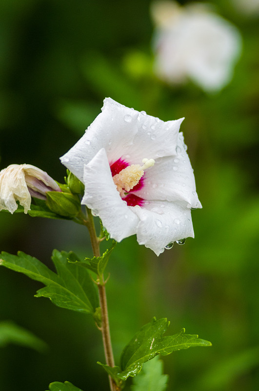 明亮的芙蓉花与雨点盛开在热带花园，在柔和的焦点上自然的绿色散景背景