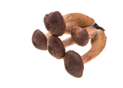 fresh honey mushrooms isolated