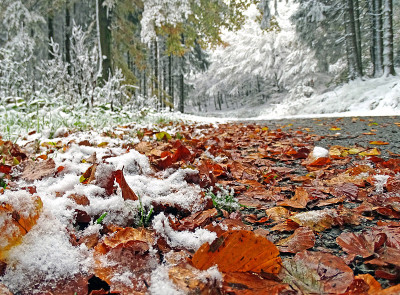 森林的路在秋天的第一场雪后