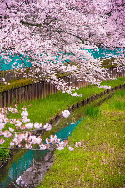 “Sakura”樱花在河边盛开