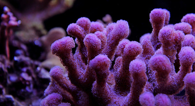 珊瑚礁水族馆里的粉红色柱花草生珊瑚