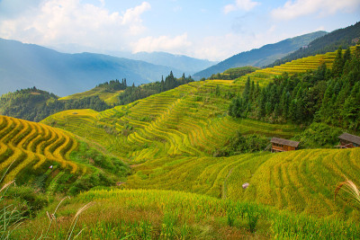 隆基水稻梯田