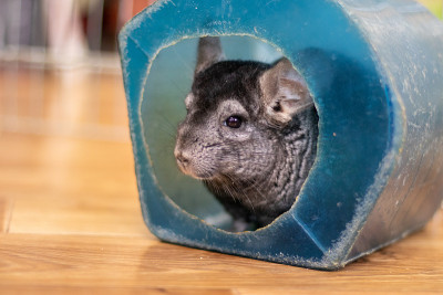 屋子里有栗鼠
