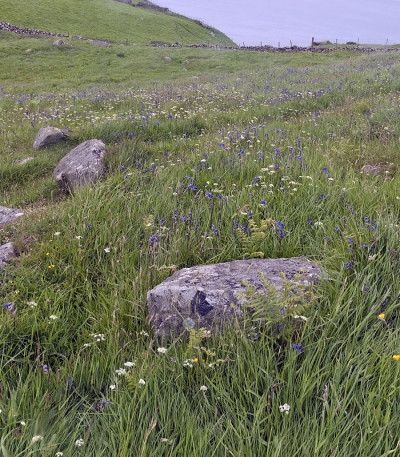 野花草地，Torr Head