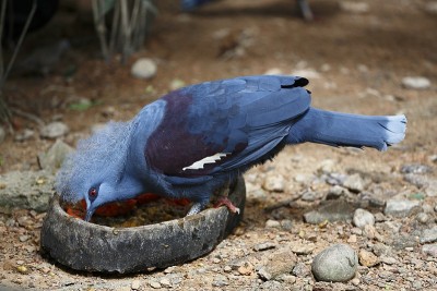 皇冠鸽子喂食