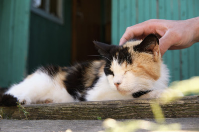 村子里的猫在街上被发现，在门廊上晒太阳。男人的手在猫的背上轻轻抚摸着