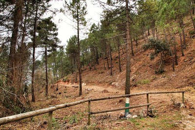 冬季的山地景观和绿植之间的小路
