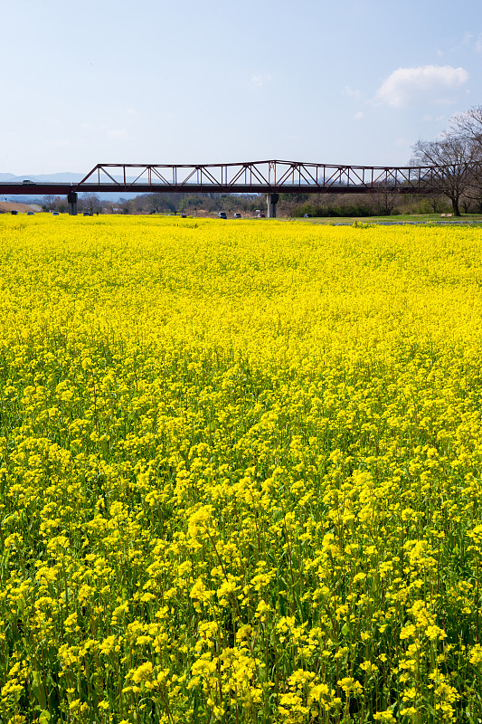 矮花田(日本爱媛县小津市)