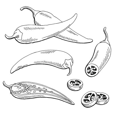 辣椒图形黑白孤立素描插图矢量辣椒