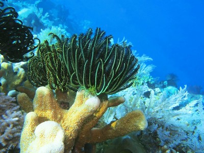海百合