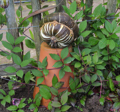 土耳其头巾南瓜(Cucurbita maxima)