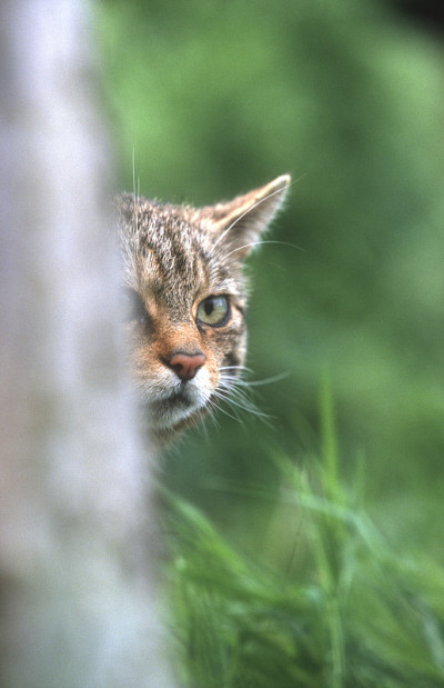 苏格兰野猫，野猫
