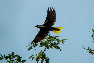 蒙特祖玛Oropendola