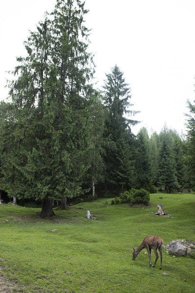 Little deer in the reserve against the background 