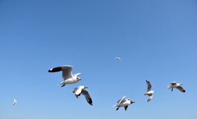在泰国沙木普拉干Bangpu娱乐中心的海面上，海鸥在空中飞翔。