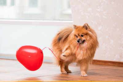 一只小博美犬用一根绳子叼着一个心形的气球，象征着情人节