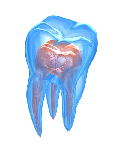 透明的牙齿。牙髓学内部结构的3d渲染在白色背景上