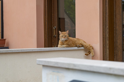 城市街道上英俊的红猫。