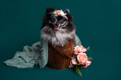 博美山鸟色犬