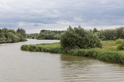 荷兰“De Biesbosch”国家公园的沼泽