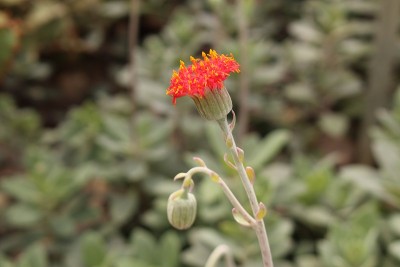 红色的“拉格沃特”花-塞内西奥格兰蒂