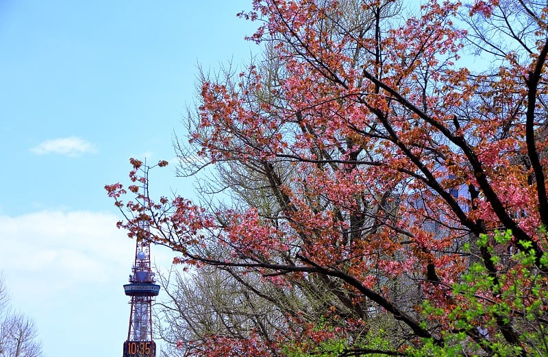 札幌奥多里公园的樱花景观