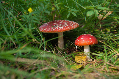 毒菌