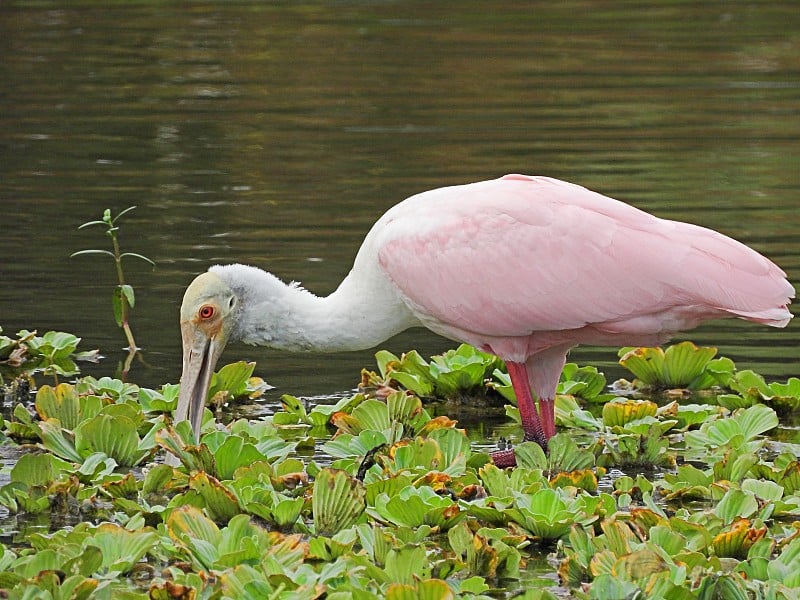 玫瑰色琵鹭(Platalea ajaja)在佛罗里达湿地觅食