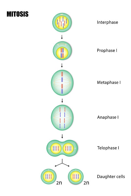 Diagram of Mitosis