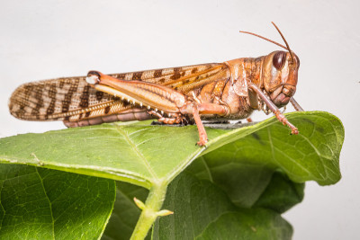 Desert locust on a plant against white background