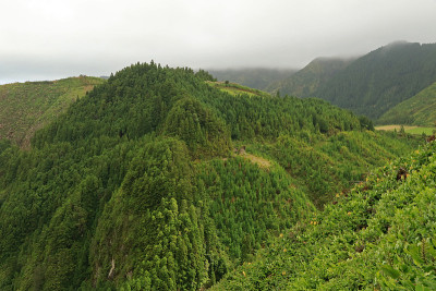 原木水