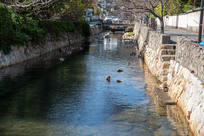 鸭
