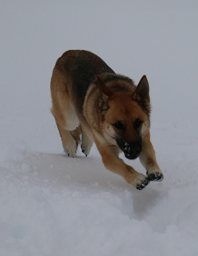 德国牧羊犬在雪中跳跃