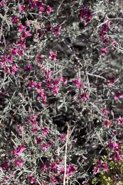 KRAMERIA BICOLOR BLOOM - TWENTYNINE棕榈- 050120 B