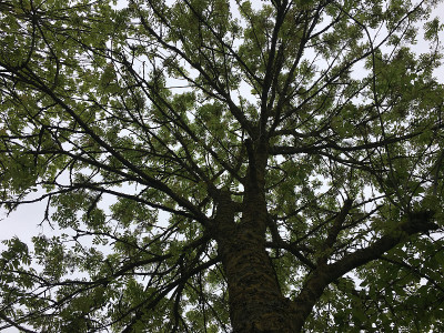 白蜡(Fraxinus excelsior)树- 2018年5月