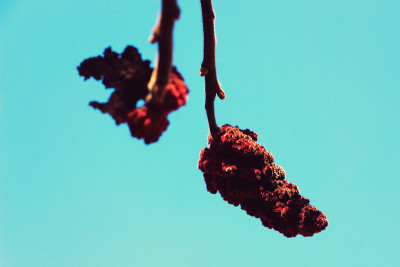 Rhus typhina