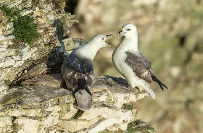 羽管藿(学名:Fulmarus glacialis)一对羽管藿在英国东约克郡的英国皇家鸟类保护协会保