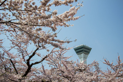 2018年4月29日，日本北海道函馆:五横阁的春天，前景中盛开的樱花。